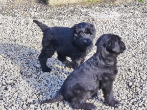Fekete Óriás Schnauzer kiskutyák eladók