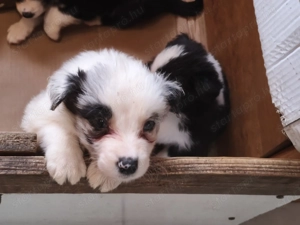 Border collie kiskutyák eladók! - kép 9