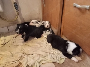 Border collie kiskutyák eladók! - kép 8