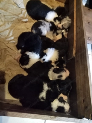 Border collie kiskutyák eladók! - kép 11