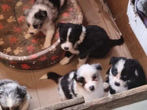 Border collie kiskutyák eladók! - kép 7