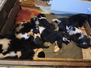 Border collie kiskutyák eladók! - kép 10