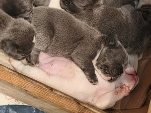 Francia bulldog kiskutyák eladók! - kép 2