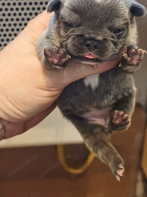 Francia bulldog kiskutyák eladók! - kép 3