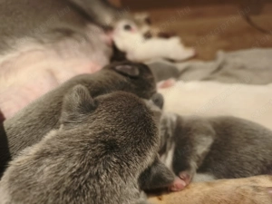 Francia bulldog kiskutyák eladók! - kép 6