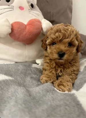   toy uszkár kiskuty k   - kép 3