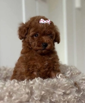   toy uszkár kiskuty k  