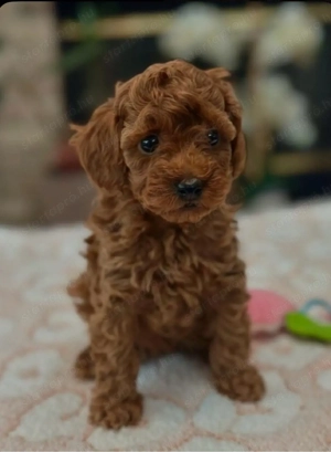   toy uszkár kiskuty k   - kép 2