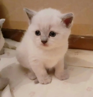 Brit colorpoint kiscicák  - kép 3