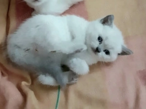 Brit colorpoint kiscicák  - kép 4