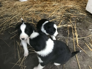 Border collie babyk