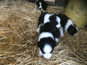 Border collie babyk - kép 2