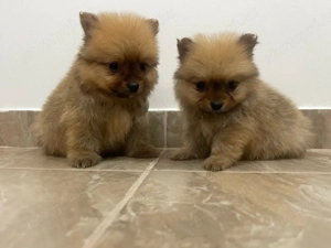 Pomerániai Törpe Spitz kiskutyák