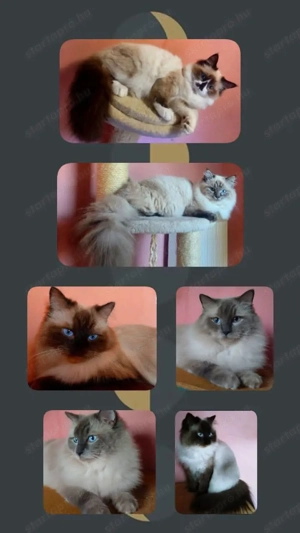 Márciusban születendő Ragdoll kiscicákra előjegyzést felveszünk!