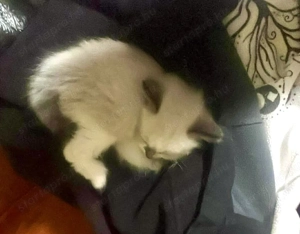 Ragdoll 6 hetesen elvihető - kép 5