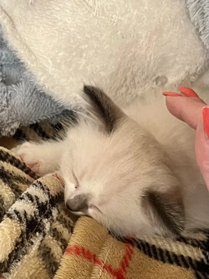 Ragdoll 6 hetesen elvihető - kép 3