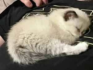 Ragdoll 6 hetesen elvihető - kép 2