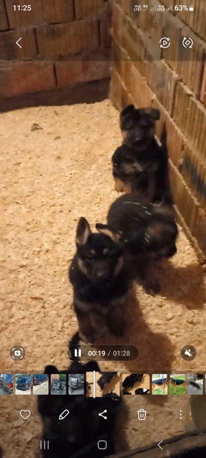 Német juhász fajtatiszta kis kutyák eladók németjuhász  - kép 2