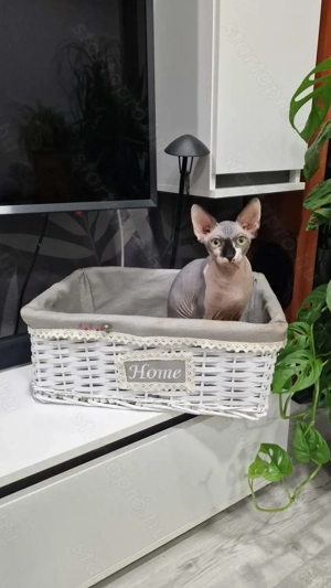 Szfinsz, kopasz macska - kép 4