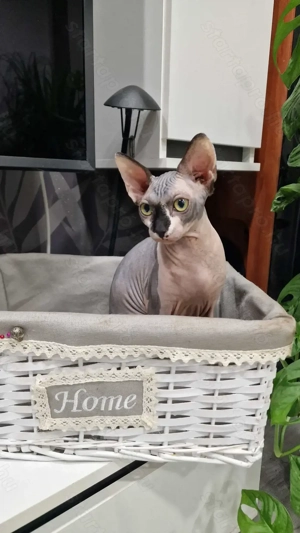 Szfinsz, kopasz macska - kép 5