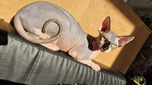 Szfinsz, kopasz macska - kép 3