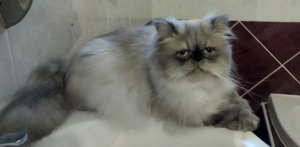 Himalája Perzsa Kandúr  - kép 2