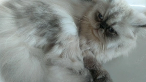 Himalája Perzsa Kandúr  - kép 3