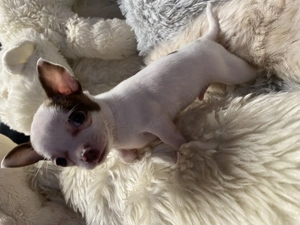 Csivava kiskutya eladó - kép 7