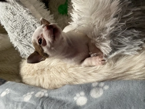 Csivava kiskutya eladó - kép 6