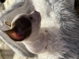 Csivava kiskutya eladó - kép 8