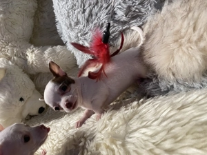 Csivava kiskutya eladó - kép 5