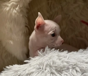 Csivava kiskutya eladó - kép 2