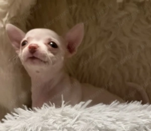 Csivava kiskutya eladó - kép 3