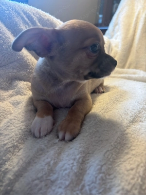 Kedves csivava kölykök szerető gazdit keresnek - kép 4