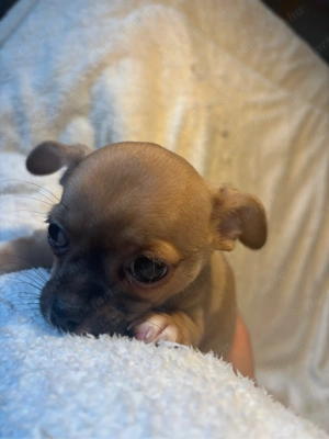 Kedves csivava kölykök szerető gazdit keresnek - kép 2