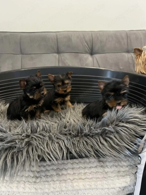 Yorki kis lány kiskutyák - kép 2