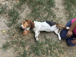 Basset Hound szuka kutyus  - kép 2