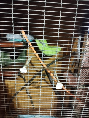 Cukormókus költözne! - kép 2