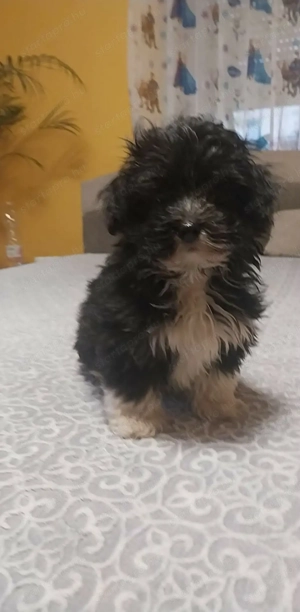 Eladó Bichon Havanese kiskutyák - kép 3