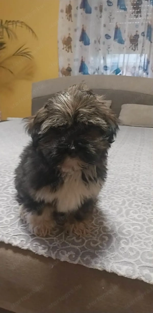 Eladó Bichon Havanese kiskutyák - kép 2