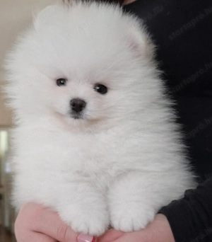 fehér pomerániai törpespitz pomi - kép 2