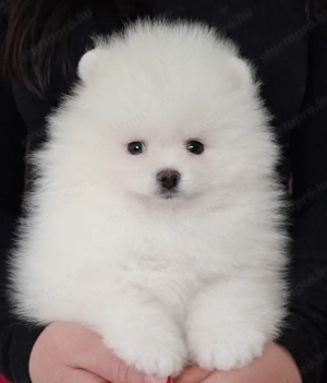 fehér pomerániai törpespitz pomi - kép 4