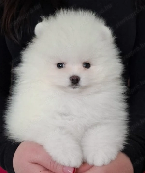 fehér pomerániai törpespitz pomi - kép 3