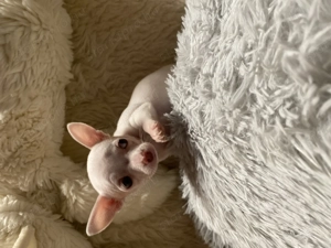 Csivava kiskutya eladó - kép 13