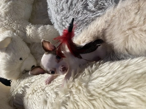 Csivava kiskutya eladó - kép 15