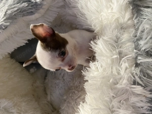 Csivava kiskutya eladó - kép 16