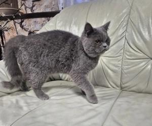 Brit rövidszőrű kék kandúr  eladó - kép 4