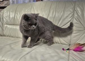 Brit rövidszőrű kék kandúr  eladó - kép 11