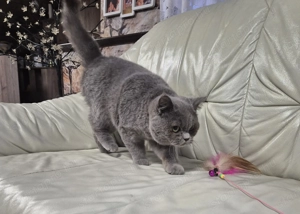 Brit rövidszőrű kék kandúr  eladó - kép 6