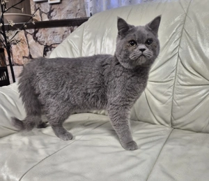 Brit rövidszőrű kék kandúr  eladó - kép 3